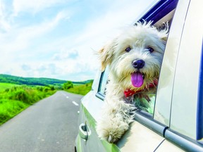 Alberta RCMP and the Alberta SPCA are advising motorists to keep pets in a kennel or carrier in the back seat or cargo space. Metro Creative