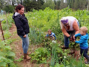 David, 4, and Andre, 2, help their mother Stacey Bisaillon, left, and Donna Soutar-Bilan in the garden at their Tower Drive farm. 
PJ Wilson/The Nugget