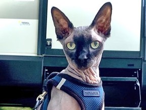 Fenwick, a two-year-old hairless cat, is the front runner for the cover of next year’s pet calendar from the Humane Society of Kitchener Waterloo & Stratford Perth. The humane society is hosting a fundraising contest to determine the 12 pets who will be featured in next year’s calendar. (Contributed photo)