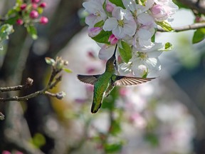 Taken in April 2021, this photo shows a female Anna’s hummingbird visiting apple blossoms and drawing the sweetness of nectar without affecting the flower itself. (Leanne Mortlock)