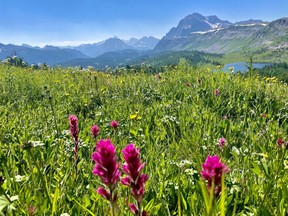 Hikers, backpackers and trail runners enjoyed the outdoors and the clear skies at Healy Pass in Banff National Park over the weekend. The smoke cleared at some higher elevations on July 18. Fresh alpine flowers in full bloom.