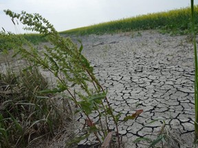 Extremely dry and cracked soil can be seen on Monday morning in a canola field near Ile des Chenes, south of Winnipeg. Dave Baxter/Winnipeg Sun