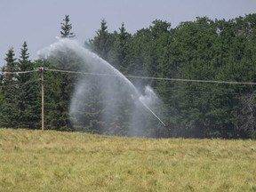An irrigation pivot sprays water over a Bezanson-area field during a record=breaking heat wave. Most farmers in the Peace are not set up for irrigation and hot dry conditions are not helping the healthy development of crops.