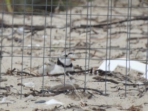 It's a bit hard to see, but Plover Lover Don Kennedy snapped this photo of the lone plover chick at Sauble Beach with one of its parents. SUPPLIED