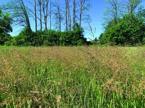 A dense stand of bluegrass competing with winter wheat.