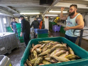 Grant Weaver, skipper of the Port Stanley fishing tug G&A Weaver, says Lake Erie algae blooms have an impact on his business. "We call it slime and it ends up getting into our nets and slows the fish down,” he said. “It has its ups and downs. Some years are worse; some not much at all. It all depends on how hot it’s been; how shallow the water is." (Mike Hensen/The London Free Press)