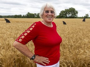 Anne Melady is making waves with shark fins in her wheat field near Dublin, west of Mitchell. Melady got the idea from a similar display last summer near Erin. She got to work cutting up some quarter-inch plywood and asked a friend, "What do you think these look like?" The response was they looked liked shark fins so Melady thought: "Well, I'm good to go." (Mike Hensen/The London Free Press)