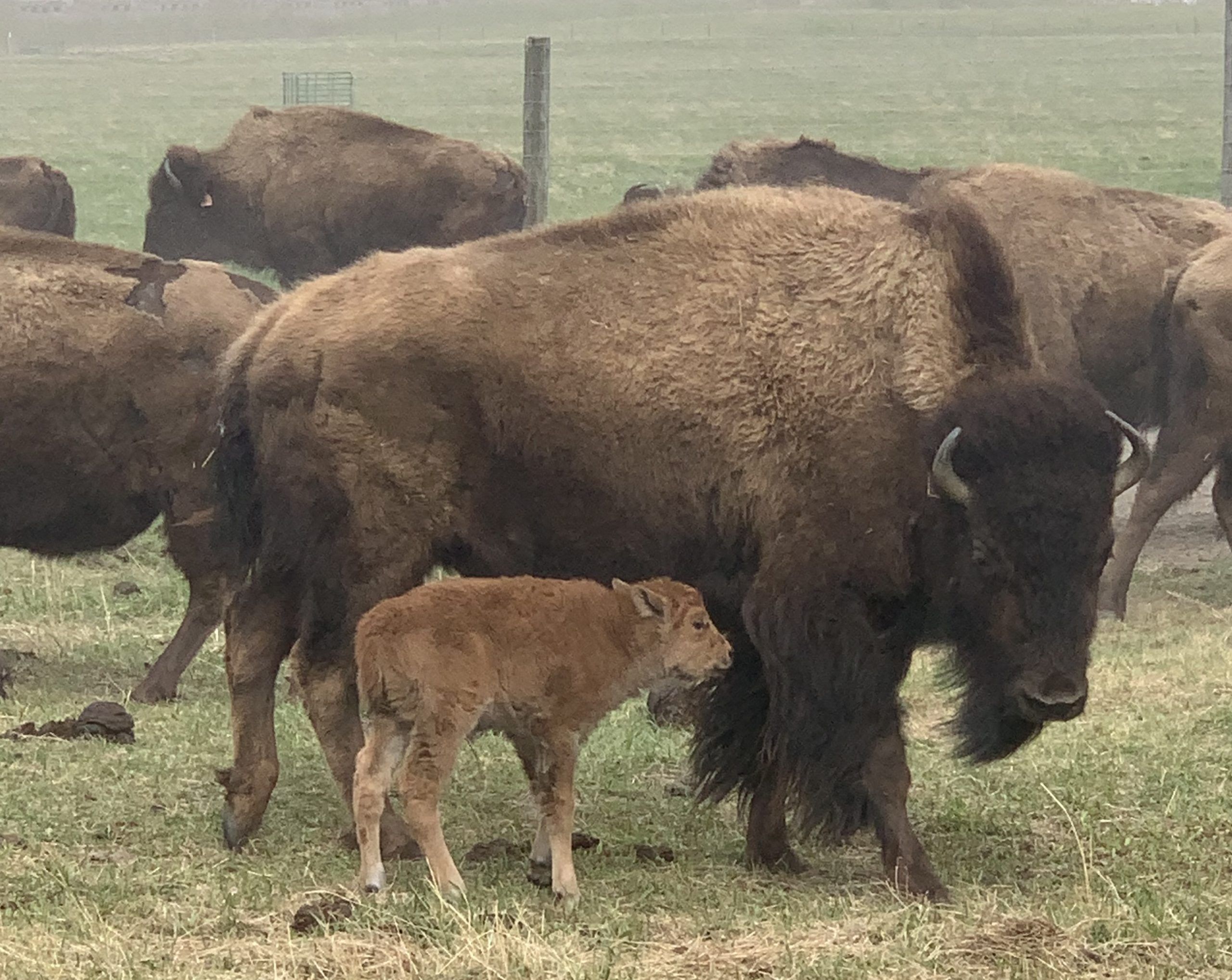 Suncor’s Syncrude acquisition unlikely to impact bison ranch operations ...