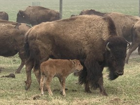 One of 50 new calves at the Beaver Creek Wood Bison Ranch at a former Syncrude open-pit mine north of Fort McMurray. Supplied Image/Syncrude