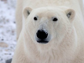 A young male polar bear waits for the sea ice to return in the Churchill Wildlife Management Area on October 27, 2020. Polar bears are returning to the Calgary Zoo — for the first time in more than 20 years — as part of an ambitious $31 million project to revamp the Canadian Wilds area, the zoo announced Tuesday.