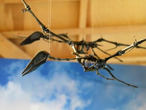 The skeletons of flying pterosaurs hang in the Philip J. Currie Dinosaur Museum. New research indicates that these creatures were able to fly soon after hatching.