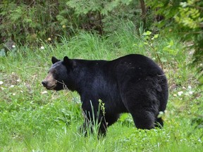 A black bear that made its way into Owen Sound in May 2015.