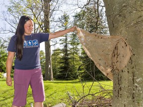 Brantford resident Emily Spicer shows gypsy moth caterpillars that had hidden beneath a burlap wrap on a beech tree in the back yard of her Lakeside Drive home in Brantford on July 3.
