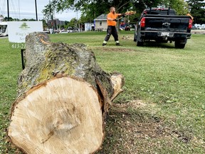 Part of a dead sugar maple lies in the foreground as Pat de Vries, of Wing's Tree Service, cleans up after the tree removal on Blockhouse Island on Wednesday afternoon. (RONALD ZAJAC/The Recorder and Times)