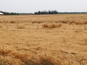 A large section of this wheat crop, located south of Indian Creek Road East on the edge of Chatham, has been blown down. (Ellwood Shreve/Postmedia Network)