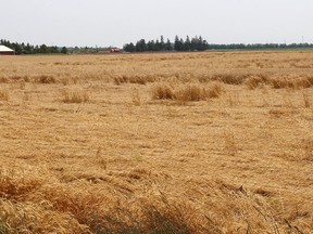 A large section of this wheat crop, located south of Indian Creek Road East on the southern edge of Chatham, has been knocked down by wind and rain. (Ellwood Shreve/Chatham Daily News)