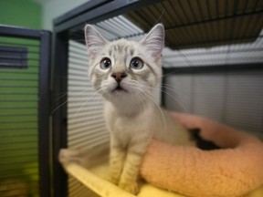 A young kitten up for adoption stretches its legs. Jim Wells//Postmedia