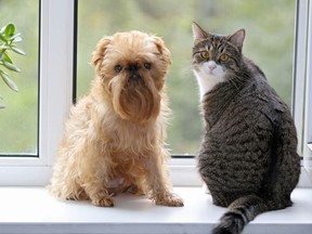 CO.cat and dog