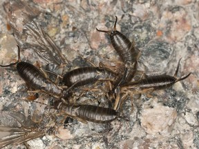 Earwigs feeding on insect, macro photo