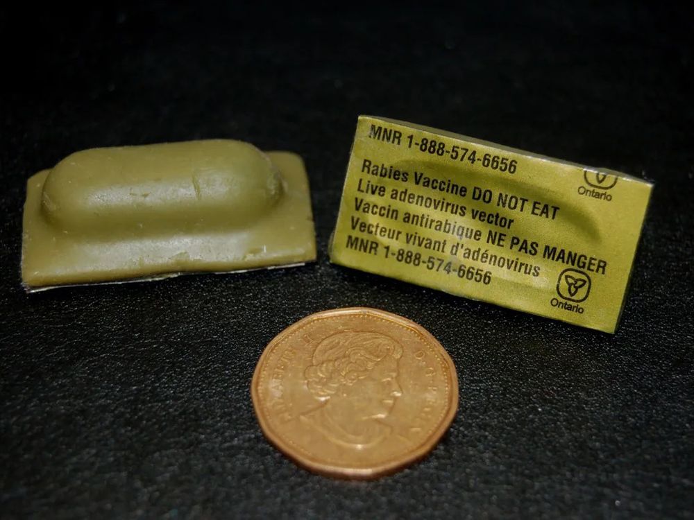 Farmgate: Rabies vaccine drops are underway in eastern Ontario