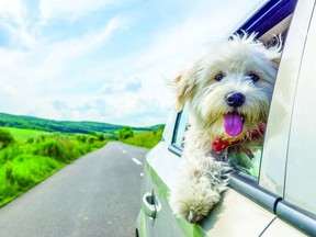 Alberta RCMP and the Alberta SPCA are advising motorists to keep pets in a kennel or carrier in the back seat or cargo space. Metro Creative