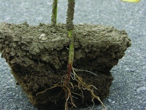 Figure 1. Root rot on a dry bean plant