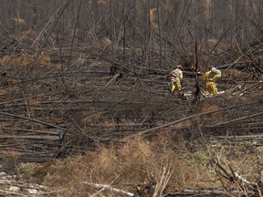 Wildland firefighters work to remove wildfire damaged trees in the forest off Highway 63 near Fort McMurray, Alta., on Monday June 6, 2016.