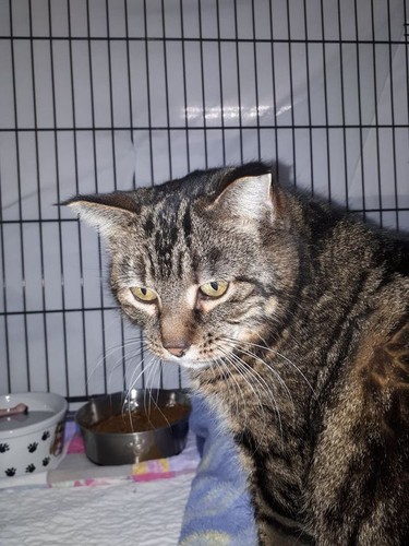 Hanna SPCA would like you to meet Kendra born 2016 Female/Spayed This sweet, quiet, big girl came to us when her person passed away. Very shy at first she has come a long way, even demanding pets at times. She is good with dogs and other cats. A quiet home would suit her best. Hanna SPCA photo