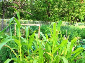 Tallest of the three, corn is the central plant in a traditional Three Sisters Garden. 
The Gananoque Public Library has planted a Three Sisters Garden at the Community Garden this year as part of its summer literacy program. The planting focuses on early agricultural practices of the Haudenosaunee peoples.  
Lorraine Payette/for Postmedia network