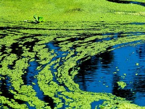 The Timiskaming Health Unit is advising area residents to be on the lookout for blue green algae blooms, similar to those seen in this file photo.