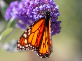 Huron Hospice is holding its 6th Annual Huron Hospice Butterfly Release on Sun., Aug. 28.