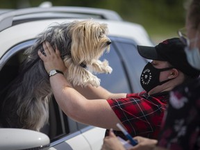Hayley Goulin, a registered veterinary technician, pulls George, a morkie - yorkie/maltese mix, out of the car window during the Windsor/Essex County Humane Society's first drive-thru pet microchip clinic outside Devonshire Mall on Saturday, July 10, 2021.