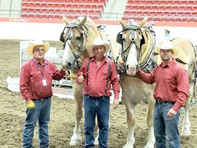 Doc and Bob, along with driver Ken Schreiner (middle), hooker John Roy Schreiner (right) and Kevin Schreiner, left, won at the Calgary Stampede Heavy Horse Pull recently. Photo courtesy of Konnie Schreiner Francois.
