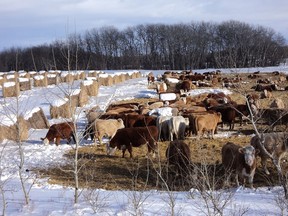 Graham bale grazing. (supplied photo)