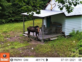 A surreptitious ( and clearly patriotic) cow moose stops by the author's hunt camp for a visit on Canada Day.