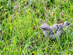 This little baby bird seems to be lost in the grass and possibly it fell from its nest.