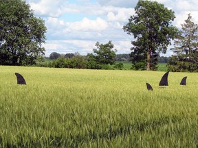 Anne Melady thought she would have some fun by placing these "shark fins" in her wheat field west of Dublin along Highway 8 a few weeks ago - and it's done just that! "I smile every time I drive past," she said.