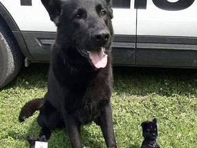 The Stratford Police Service, with the financial help of the local Optimist Club, had 250 stuffed toys made in the likeness of Jack, the force’s top dog, which will be given to children and youth in the community when police arrive.