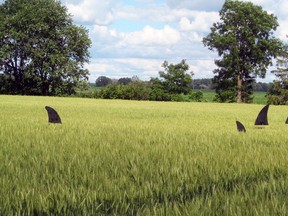 Anne Melady thought she would have some fun by placing these "shark fins" in her wheat field west of Dublin along Highway 8 a few weeks ago - and it's done just that! "I smile every time I drive past," she said.