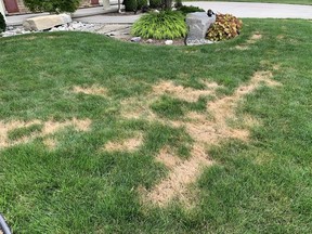 The unintended consequence of using gylphsate on your lawn. Garden expert John DeGroot notes that the class 7 herbicide cannot be used legally in Ontario unless to kill harmful weeds on your home's property or to kill weeds in an agricultural setting. John Degroot photo