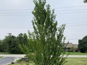 A young Katsura tree. Gardening expert John DeGroot says the Katsura is "awfully close" to being the perfect tree. John DeGroot photo