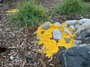 From a distance, dog barf slime mold might look like a yellow Frisbee that the neighbour kids tossed into your backyard. Bright yellow, and often eight to 10 inches in diameter, dog barf slime mold shows up overnight without warning. John DeGroot photo