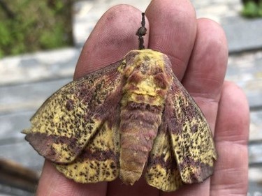 This large Imperial moth showed up in the Estaire area recently.