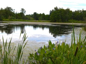 A pond at the former Sixth Avenue Golf Course in Lively could be turned into a new swimming hole -- making up for the loss of a popular beach at Meatbird Lake -- if a citizen group is able to convince the city to purchase the property.
