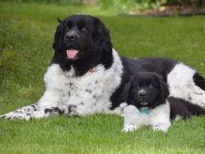 Rosie, a three-year-old Landseer, relaxes in the yard with her new little brother Hank, a nine-week-old pup from the same parents. The breed is a black-and-white version of a Newfoundland dog, known for its intelligence and sweet demeanour, as well as its massive size. The newcomer is fitting in well at the home of local realtor Victoria Derro and hubby Lance McPherson. Jim Moodie/Sudbury Star