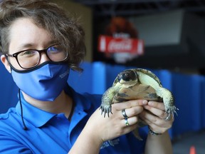 Science communicator Lucie Robillard shows Will, a blanding's turtle, at Science North in Sudbury, Ont. on Friday July 16, 2021. The science centre opened on Friday as part of step three of the Ontario government's reopening plan. Science North is open Thursday to Sunday from 10 a.m. to 4 p.m., while Dynamic Earth is open Saturday to Tuesday from 10 a.m. to 4 p.m. John Lappa/Sudbury Star/Postmedia Network