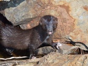 A mink makes its way along the water's edge at Panache Lake, hunting for frogs and fish. The animal -- most often spied swimming or scampering along shorelines -- boasts a thick coat and partially webbed feet. Jim Moodie/Sudbury Star