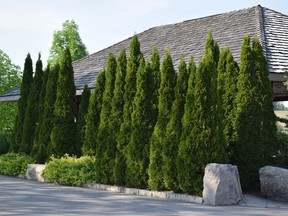 Emerald cedars is a cultivar developed in Denmark a couple of generations ago. They feature an emerald green appearance and never need pruning, provided they have adequate space. Start with locally grown stock as they are better suited to our climate. Start these specimens small also.