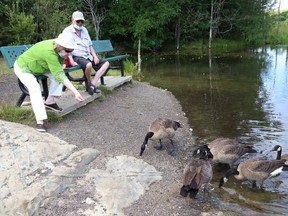 Valerie McDonald feeds geese as her husband, Wayne, looks on at the pond at the Delki Dozzi track in Sudbury, Ont. on Wednesday July 28, 2021. John Lappa/Sudbury Star/Postmedia Network