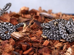 Six tiny newborn massasauga rattlesnakes, displayed at the Toronto Zoo. Earlier this month, a contractor came across an apparent Massasauga rattlesnake in the Cartier area. Postmedia file photo